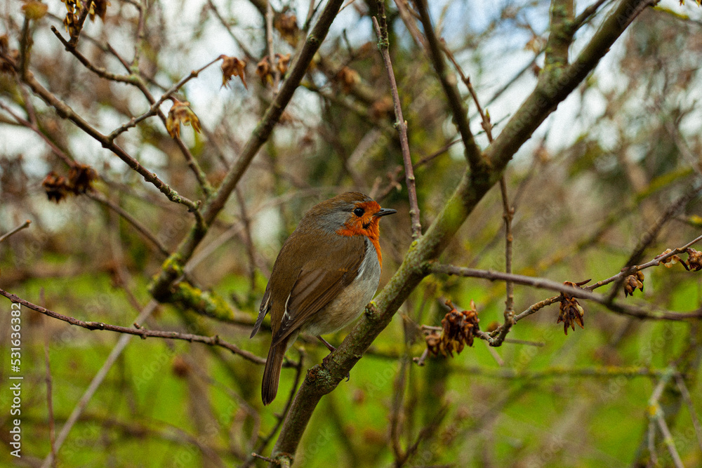 beautiful bird perched on a branch and looking at the camera beautiful bird perched on a branch and looking at the camera