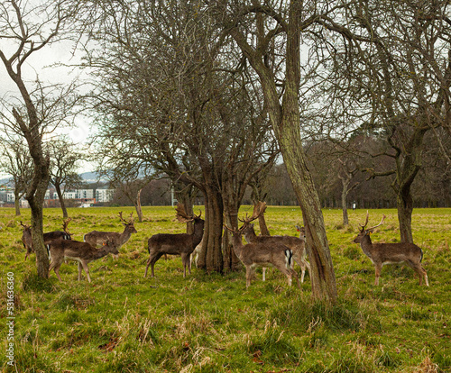 Canvas Print young deer circling a tree in a dublin park, ireland landscape