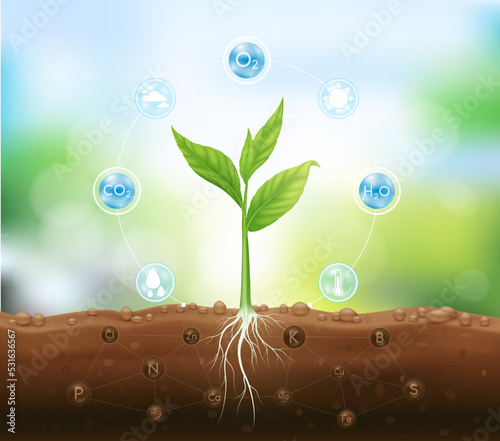 Mineral fertilizer. Seedling growing from fertile ground with underground roots close up and have technology icon about minerals. Agriculture concept. Use ad the agricultural industry. Vector EPS10.
