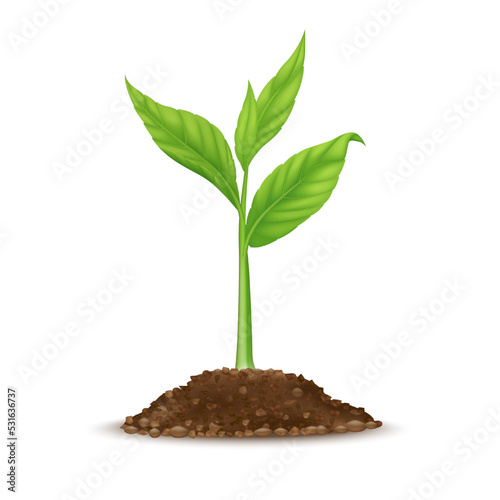 Seedling growing from fertile ground. Agriculture concept. Use ad the agricultural industry. Isolated on white background. Realistic 3D vector EPS10 illustration. Vector EPS10.