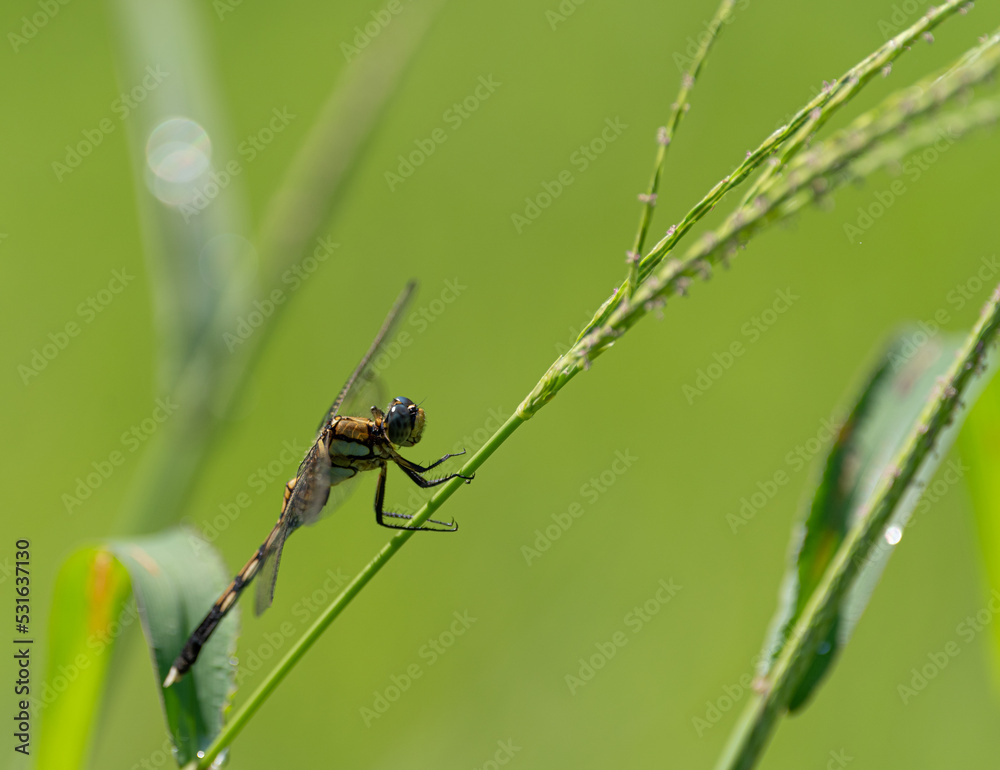 Naklejka premium 草に止まるトンボ