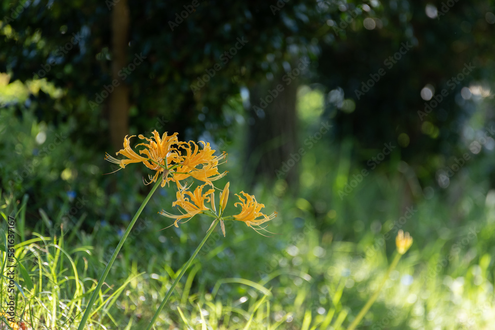 Fototapeta premium 黄色い彼岸花
