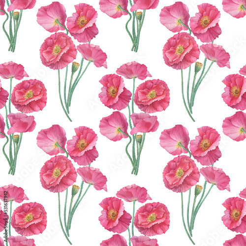 Seamless pattern with bouquets of pink Shirley poppie flowers (Papaver rhoeas). Floral botanical greeting card. Hand drawn watercolor painting illustration isolated on white background.