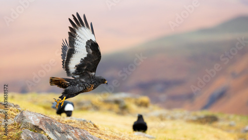 a Jackal buzzard with wings spread open