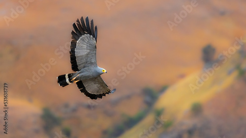 African harrier hawk in flight photo