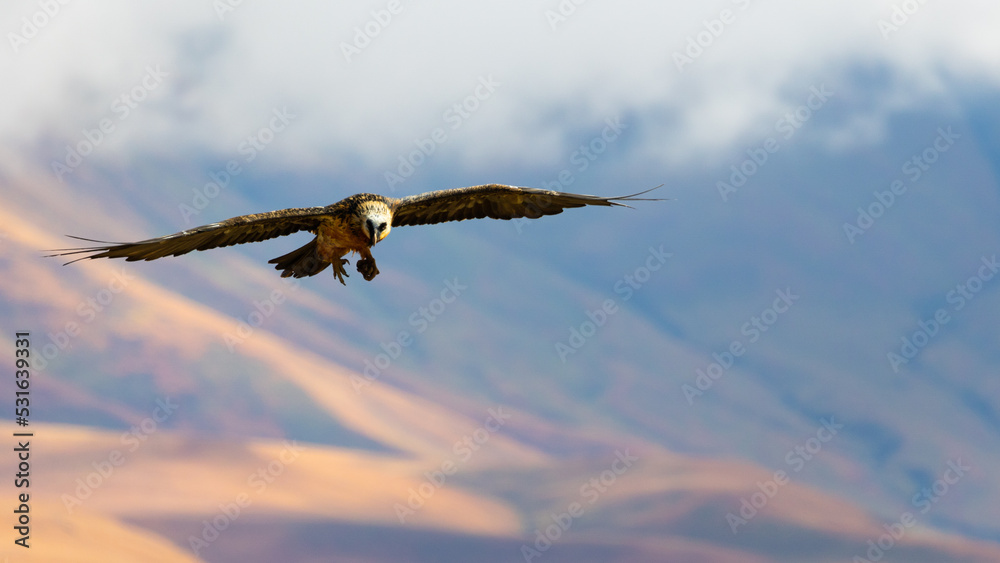 a bearded vulture in flight with a bone in its claw a bearded vulture in flight with a bone in its claw