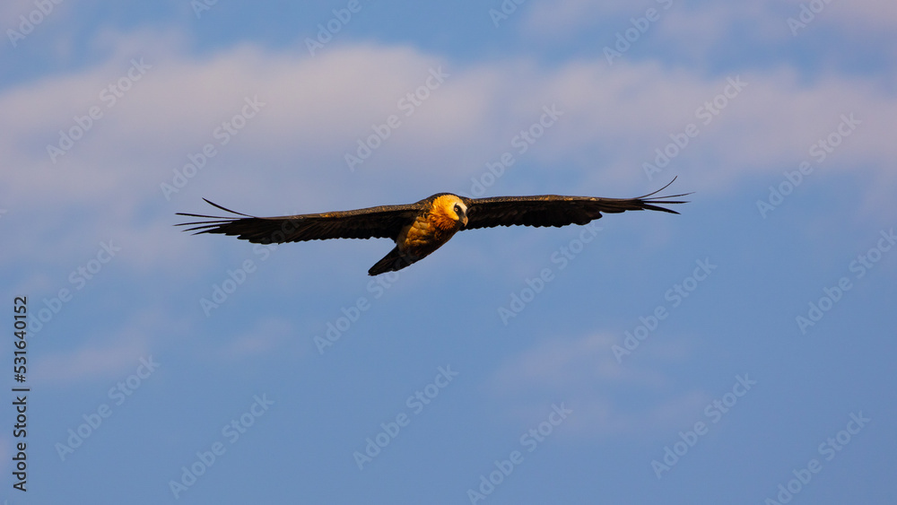 a bearded vulture gliding in a blue sky background a bearded vulture gliding in a blue sky background
