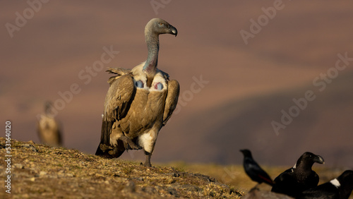 a cape vulture walking around in golden light 