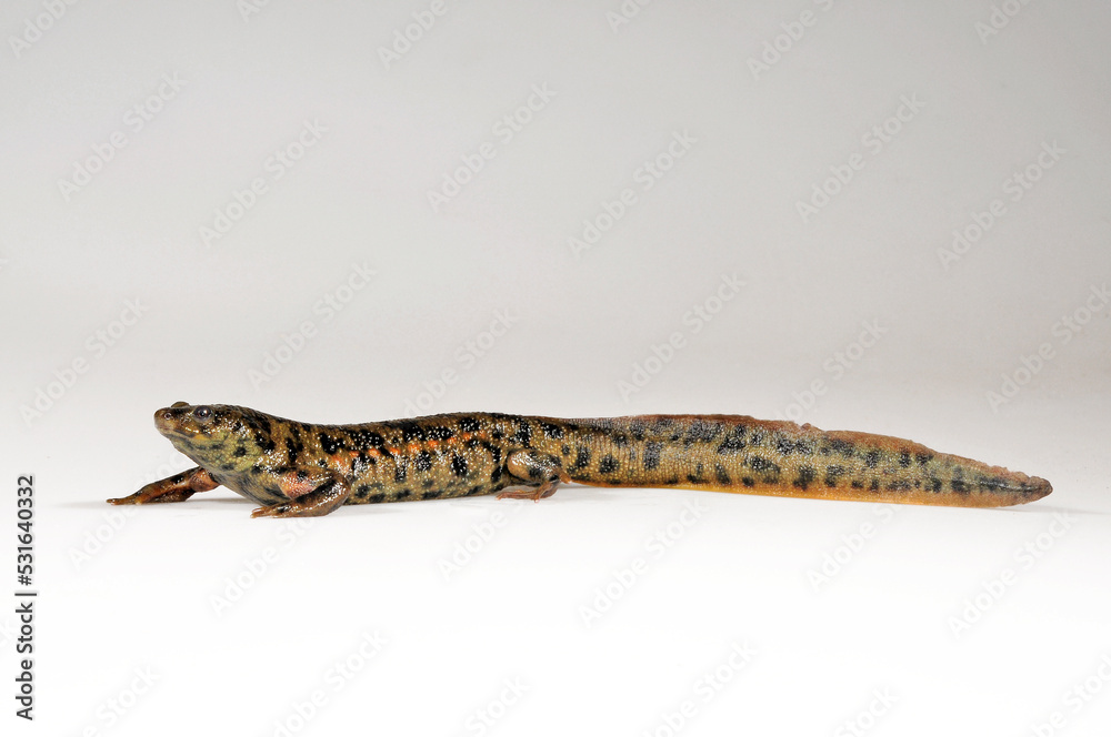 Iberian ribbed newt / Spanischer Rippenmolch (Pleurodeles waltl) - Portugal Iberian ribbed newt / Spanischer Rippenmolch (Pleurodeles waltl) - Portugal