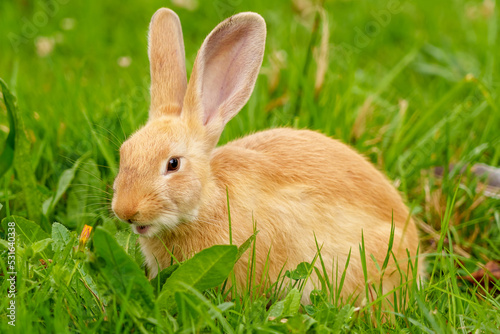 Funny curious red rabbit with big ears chewing green grass close-up