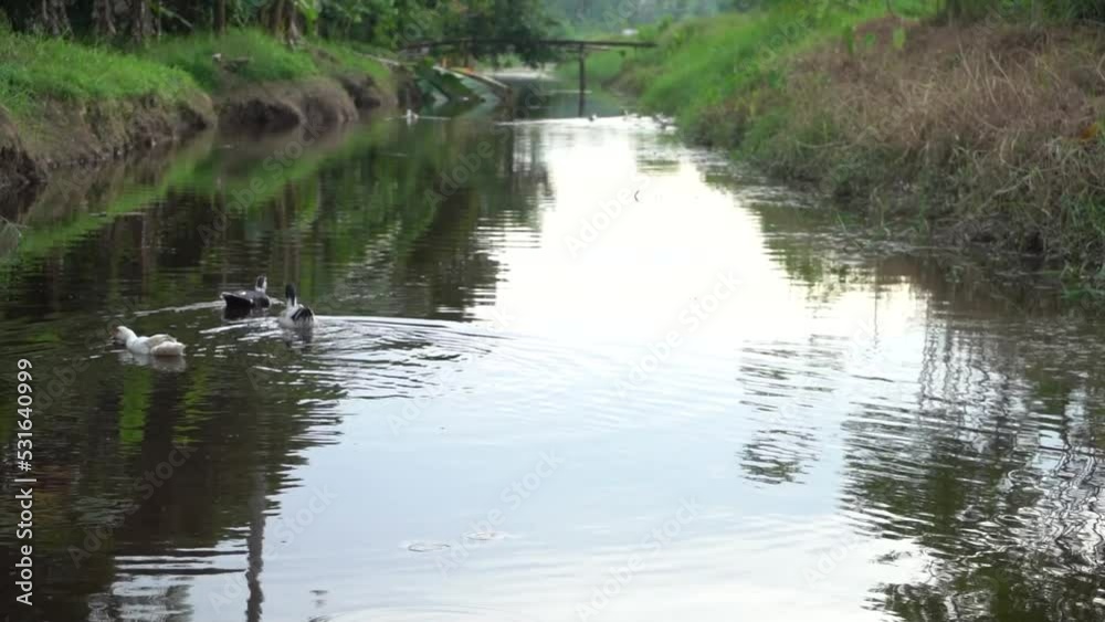 Several Ducks are swimming in a line in a quiet river on the outskirts of the city Several Ducks are swimming in a line in a quiet river on the outskirts of the city