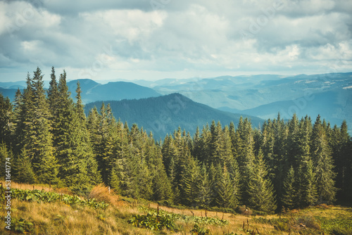 Mountain coniferous forest summer landscape. Green pine trees against blue mountain range and cloudy sky. Traveling, hiking, freedom, active lifestyle concept. Carpathian mountains, Ukraine, Europe