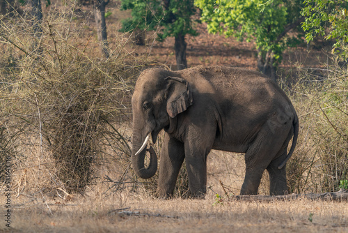 The Indian elephant  Elephas maximus indicus  in Bandhavgarh National Park in India.     