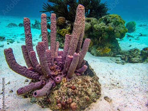Caribbean coral garden, Bonaire