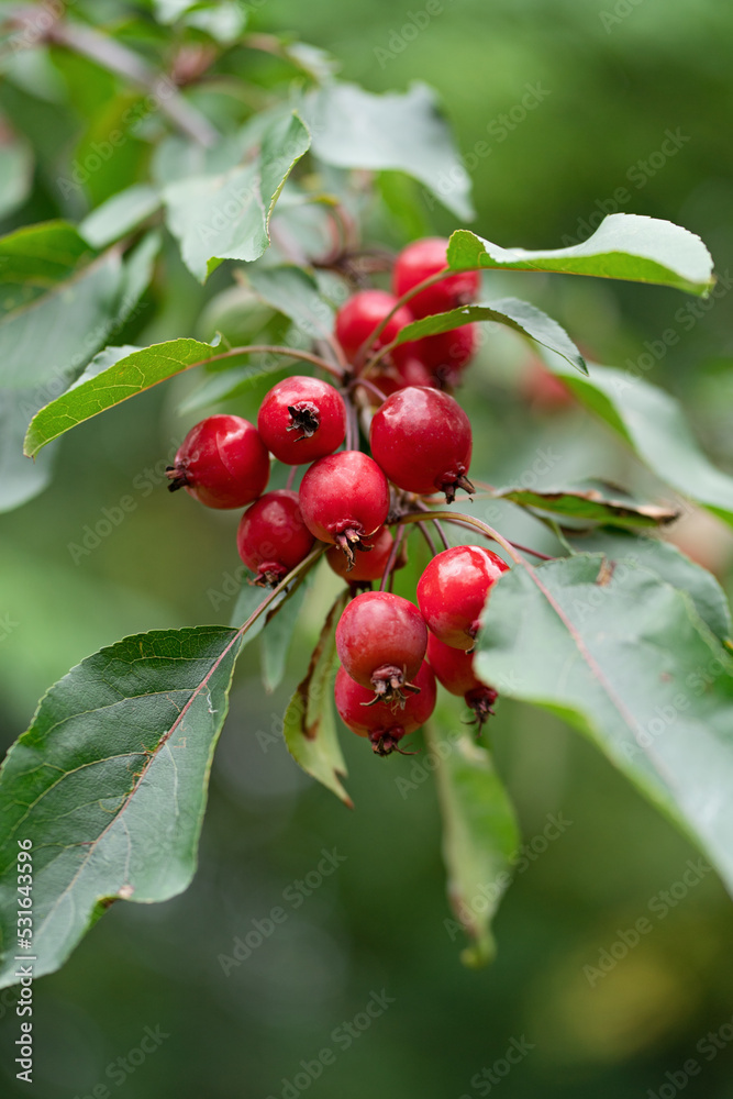 Pink Chinese apples, ranetka or paradise apples on the green branch Malus prunifolia, plumleaf crab apple, plum-leaved apple, pear-leaf crabapple or Chinese crabapple Pink Chinese apples, ranetka or paradise apples on the green branch Malus prunifolia, plumleaf crab apple, plum-leaved apple, pear-leaf crabapple or Chinese crabapple