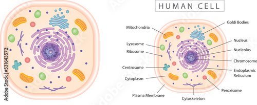 Human cell simple diagram best for educational materials, marketing materials. Colorful version photo