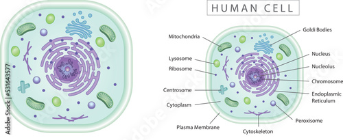 Human cell simple diagram best for educational materials, marketing materials. Green version photo