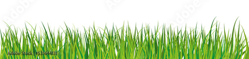 Green grass with transparent background. Illustration.