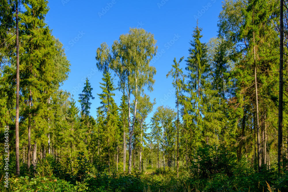 A picturesque forest of deciduous and coniferous trees, with a blue sky on a sunny day. Panoramic view in the forest against the blue sky. A picturesque forest of deciduous and coniferous trees, with a blue sky on a sunny day. Panoramic view in the forest against the blue sky.