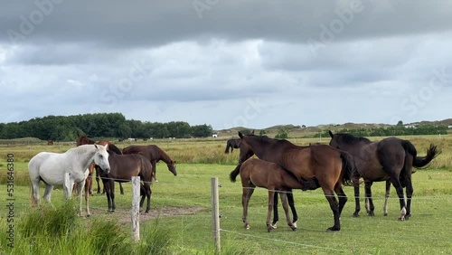 Horse family outdoors with baby drinking mothers milk photo