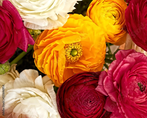 Bright buttercup flowers bouquet top view closeup. A red, orange and white natural background.
