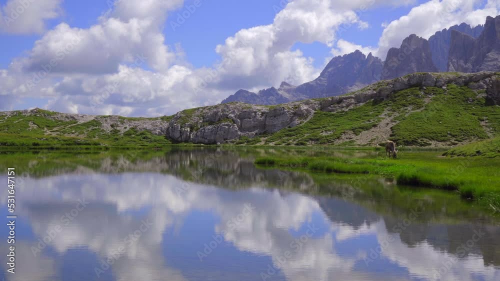 Tracking shot of a single cow grazing by the banks of a beautiful blue mountain lake reflecting clouds in the Italian Dolomites. Tracking shot of a single cow grazing by the banks of a beautiful blue mountain lake reflecting clouds in the Italian Dolomites.