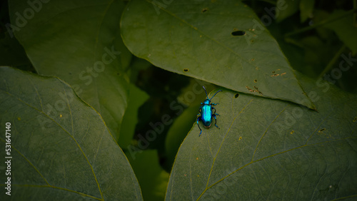 Blue metallic beetle on a leaf
