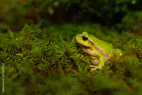 Green frog © Дмитро Зазеленчук