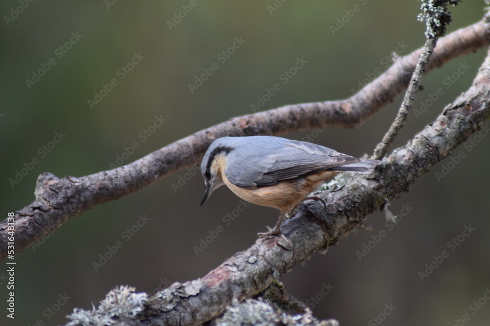 Fototapeta premium Aves, pájaros