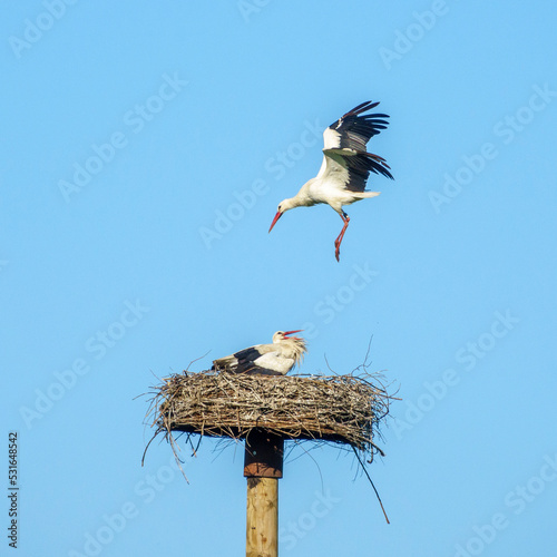 Storchennest