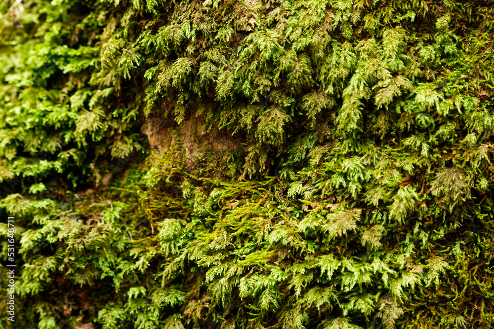 Fototapeta premium green moss on the stone