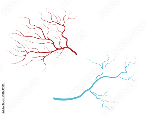 arterie and veins. red and blue artery system isolated on white background. Human blood arteries. 