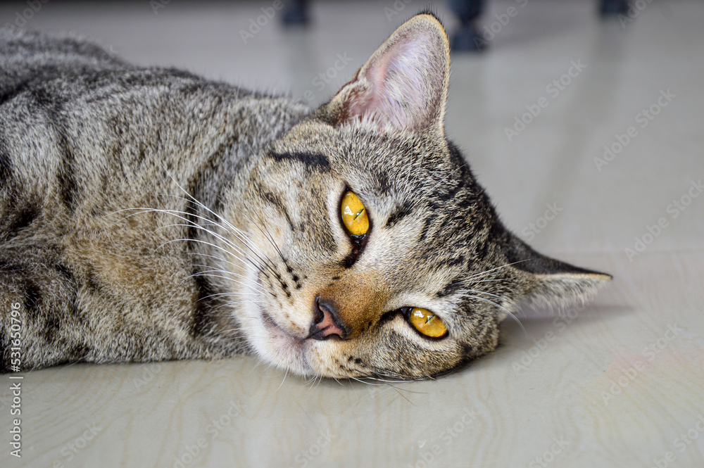Thai cat with yellow eyes lying on the floor