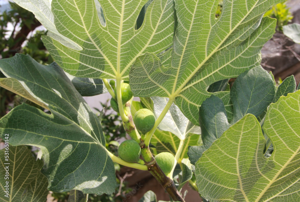 the fruits of young green figs on the branches of a tree, against the background of green leaves in the garden the fruits of young green figs on the branches of a tree, against the background of green leaves in the garden
