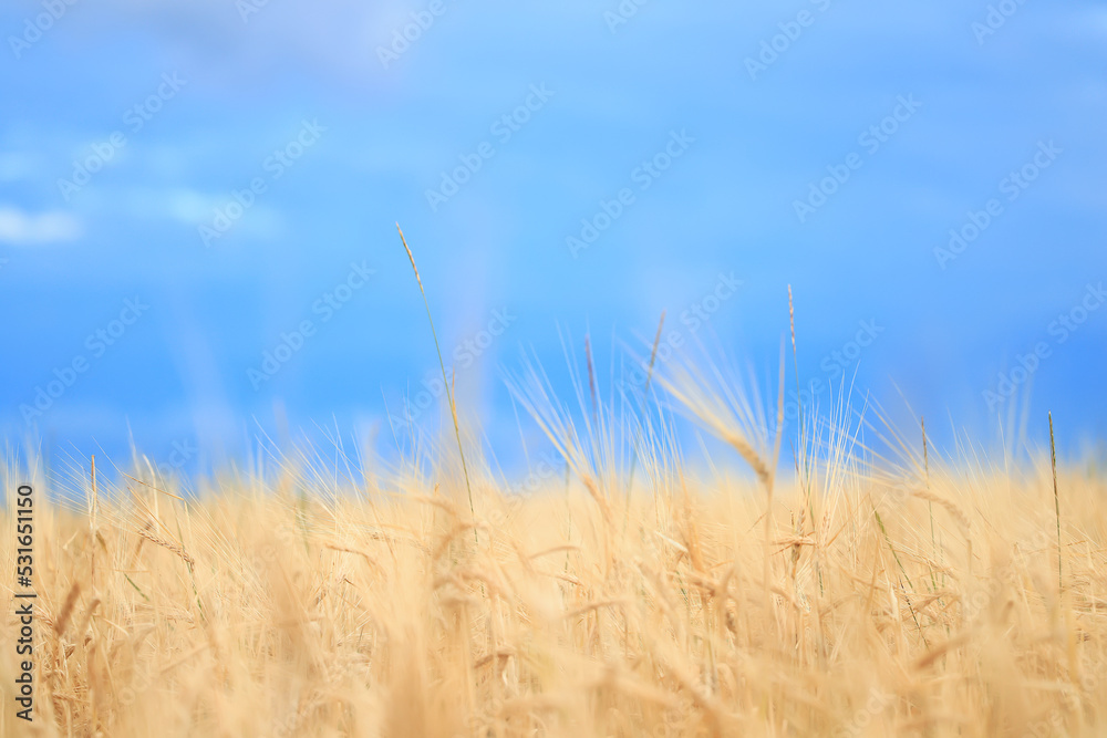 Fototapeta premium grain harvest background crisis farming
