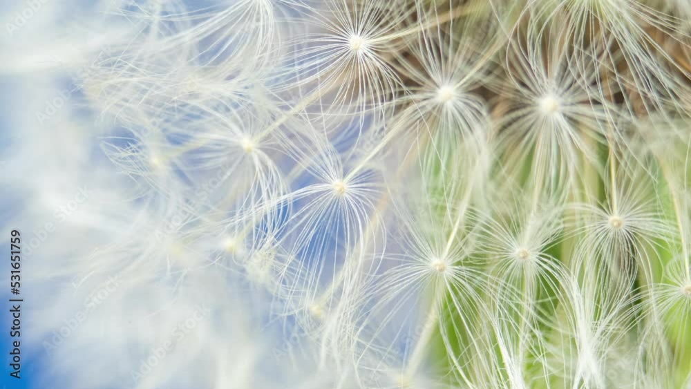 Dandelion Blowball Moving Fluffy Head Macro Shot. Fragile White Flower Turnes Around. Bloomed Dandeloin With Seeds Parachutes Close Up Dandelion Blowball Moving Fluffy Head Macro Shot. Fragile White Flower Turnes Around. Bloomed Dandeloin With Seeds Parachutes Close Up
