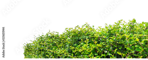 Shrubs isolated on transparent background with clipping path and alpha channel © Sarawut
