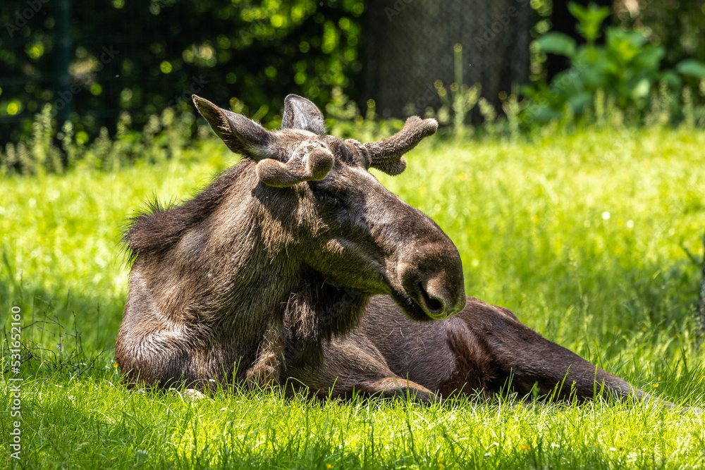 Fototapeta premium European Moose, Alces alces, also known as the elk
