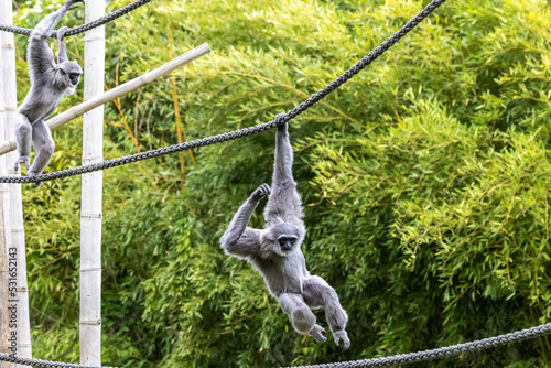 Fototapet Silvery gibbon, Hylobates moloch in a German park