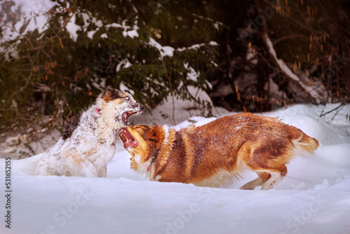 Sticker Two dogs playing rough in snow outdoors