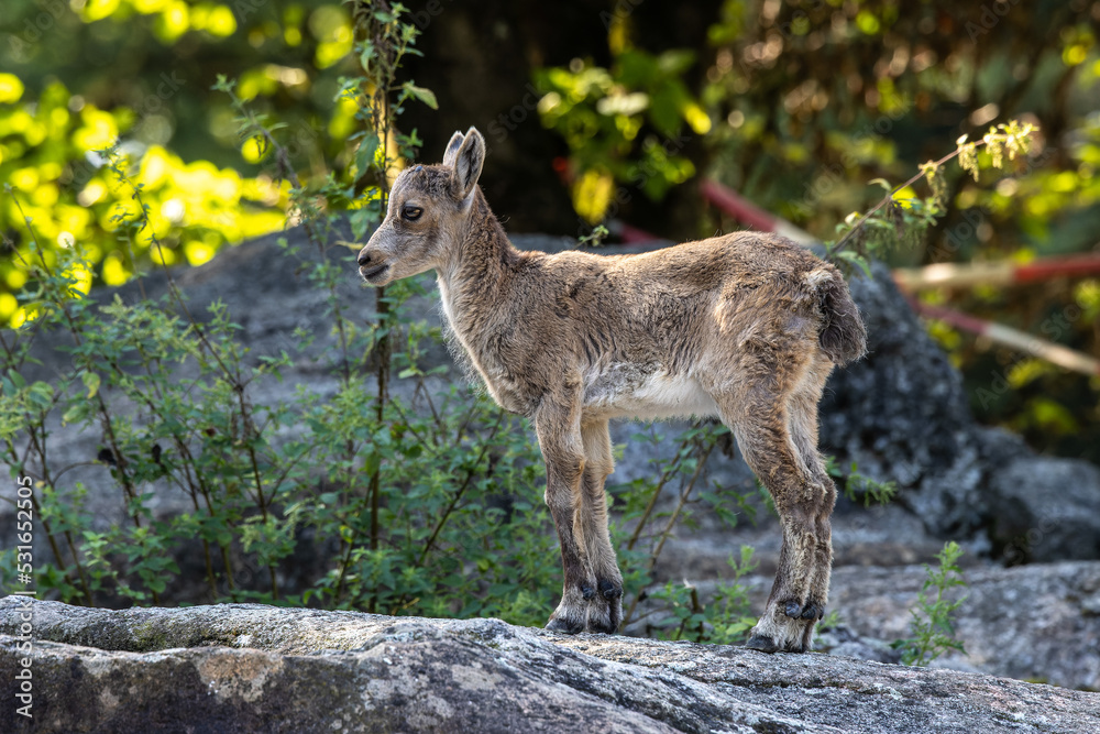 Male mountain ibex or capra ibex on a rock living in the European alps Male mountain ibex or capra ibex on a rock living in the European alps