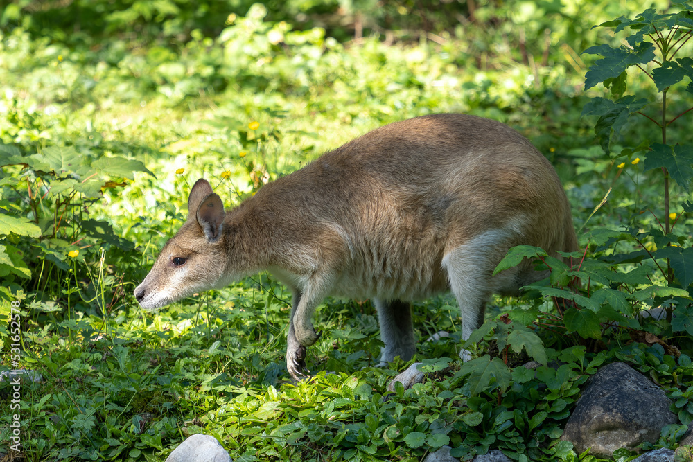 Fototapeta premium The agile wallaby, Macropus agilis also known as the sandy wallaby