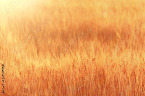 crisis harvesting grain spikelets sun sunset background © kichigin19
