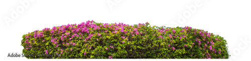 Photographie Shrubs isolated on transparent background with clipping path and alpha channel