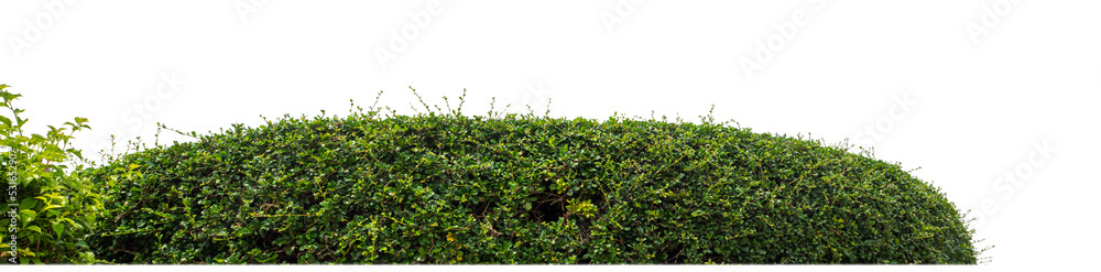 Shrubs isolated on transparent background with clipping path and alpha channel