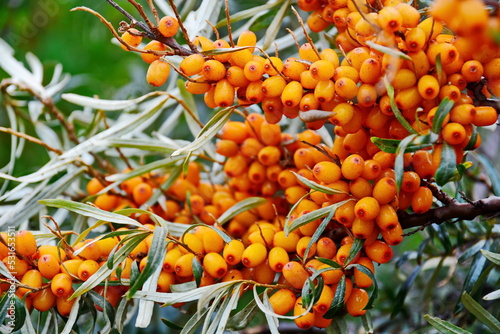 A lot of sea buckthorn berries on a branch. Close up