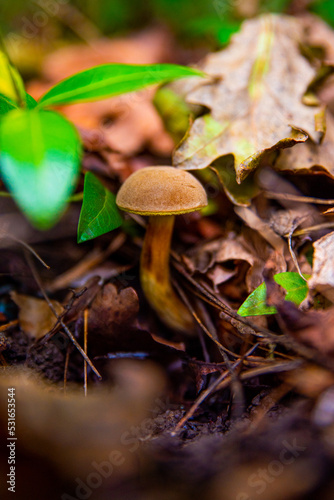 mushroom in the forest