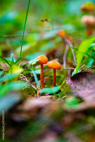Mushrooms in the forest