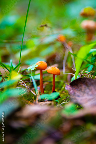 Mushrooms in the forest