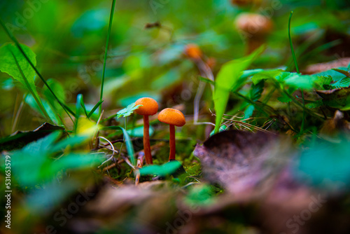 Mushrooms in the forest